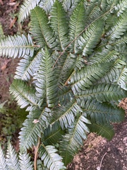 Cyathea cooperi