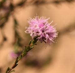 Kunzea capitata