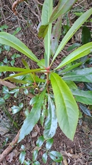 Anopterus macleayanus