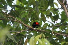 Ramphocelus passerinii