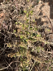 Asparagoideae