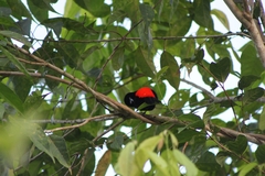 Ramphocelus passerinii