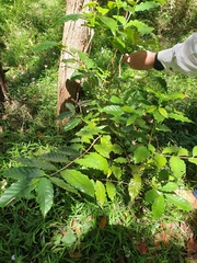 Coffea arabica