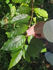 Coffea arabica