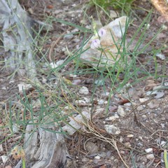 Lathyrus graminifolius