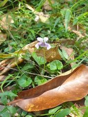 Viola hederacea