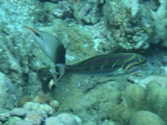 Thalassoma quinquevittatum