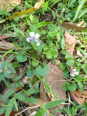 Viola hederacea