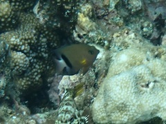 Plectroglyphidodon dickii