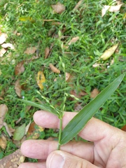 Urochloa