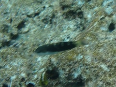 Thalassoma jansenii