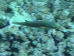 Stethojulis bandanensis