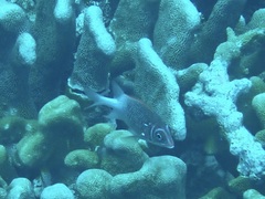 Sargocentron caudimaculatum