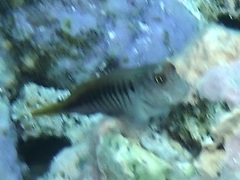 Cirripectes polyzona