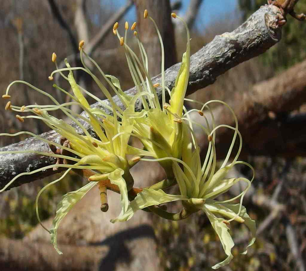 Delonix velutina