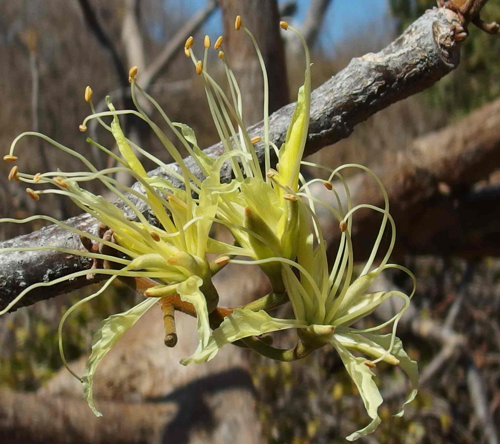 Delonix velutina Capuron
