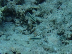 Thalassoma amblycephalus