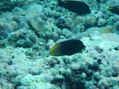 Acanthurus nigricans