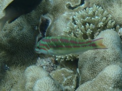 Thalassoma quinquevittatum