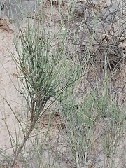 Ephedra americana