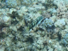 Thalassoma jansenii