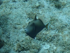 Sufflamen chrysopterum