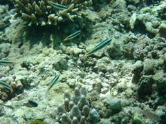Thalassoma amblycephalus