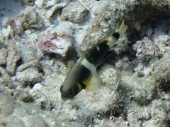 Chrysiptera leucopoma