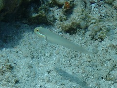 Valenciennea strigata