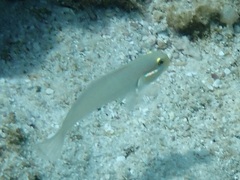 Valenciennea strigata