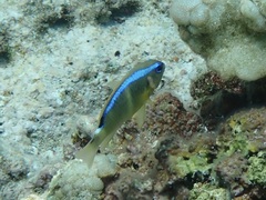 Chrysiptera leucopoma