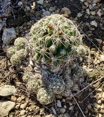 Coryphantha sulcata