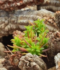 Euphorbia mammillaris