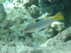 Halichoeres hortulanus