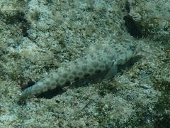 Parapercis millepunctata