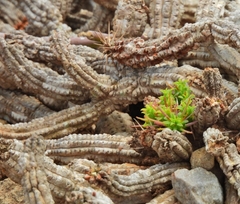 Euphorbia mammillaris
