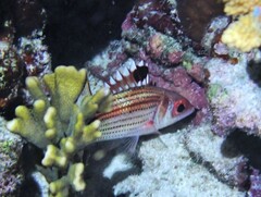 Neoniphon sammara