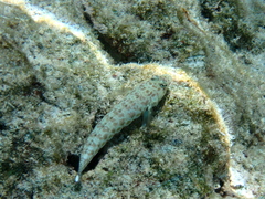 Parapercis millepunctata