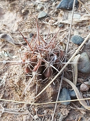 Echinopsis bridgesii