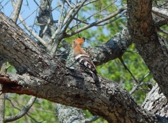 Upupa epops africana