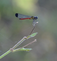 Rhinocypha pagenstecheri timorana