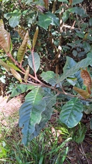 Quintinia verdonii
