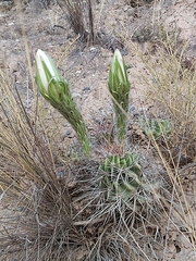 Echinopsis bridgesii