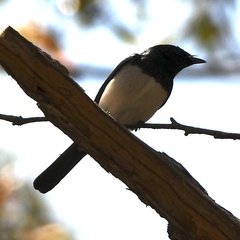 Myiagra cyanoleuca