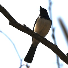 Myiagra cyanoleuca