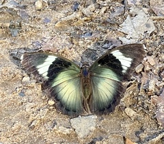 Euphaedra acuta