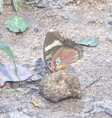 Euphaedra acuta