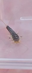 Ctenolepisma longicaudatum