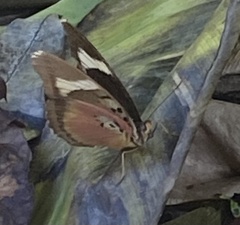 Euphaedra acuta