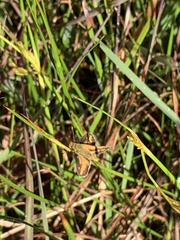 Taractrocera papyria